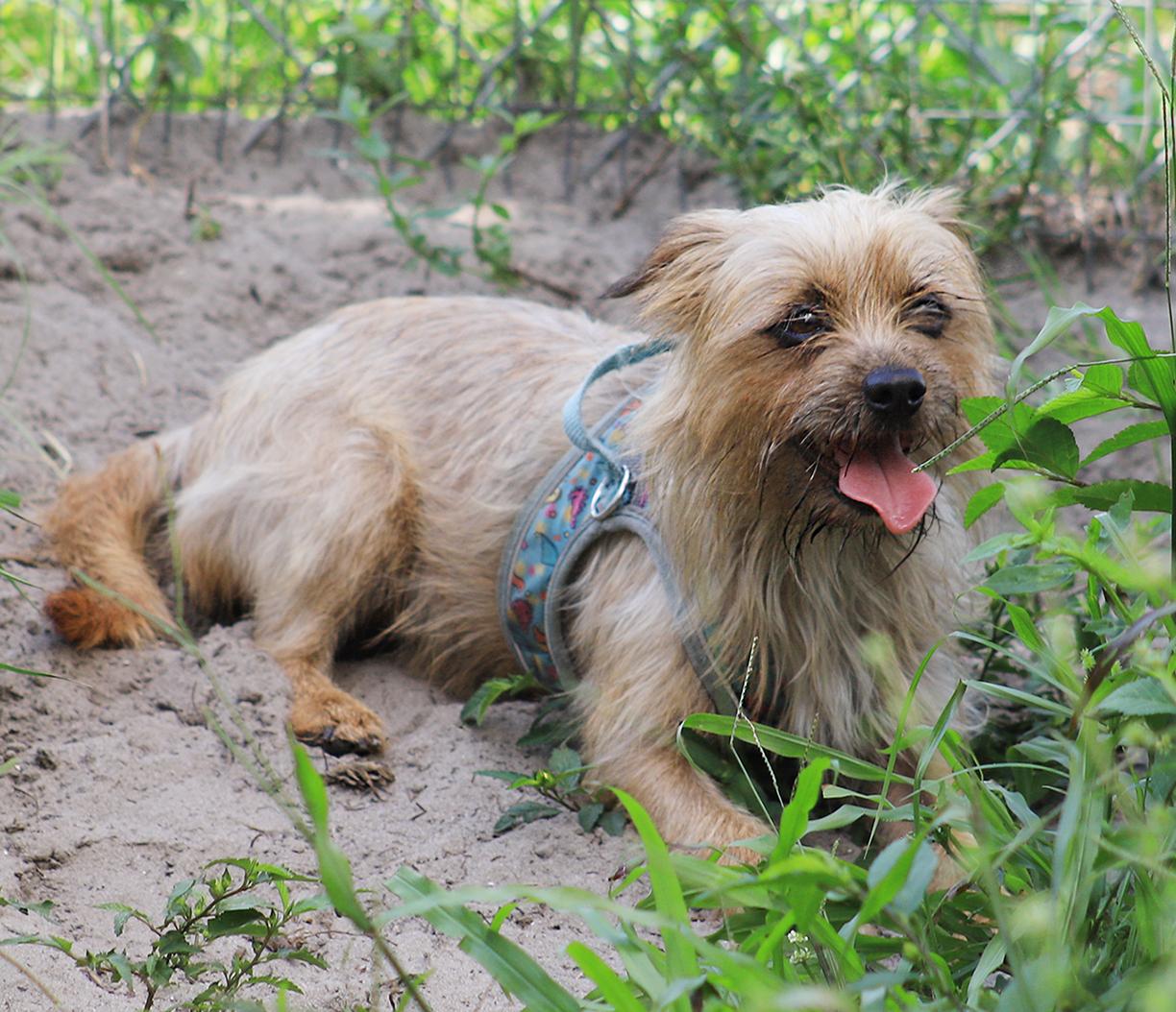 Pickles photo 3