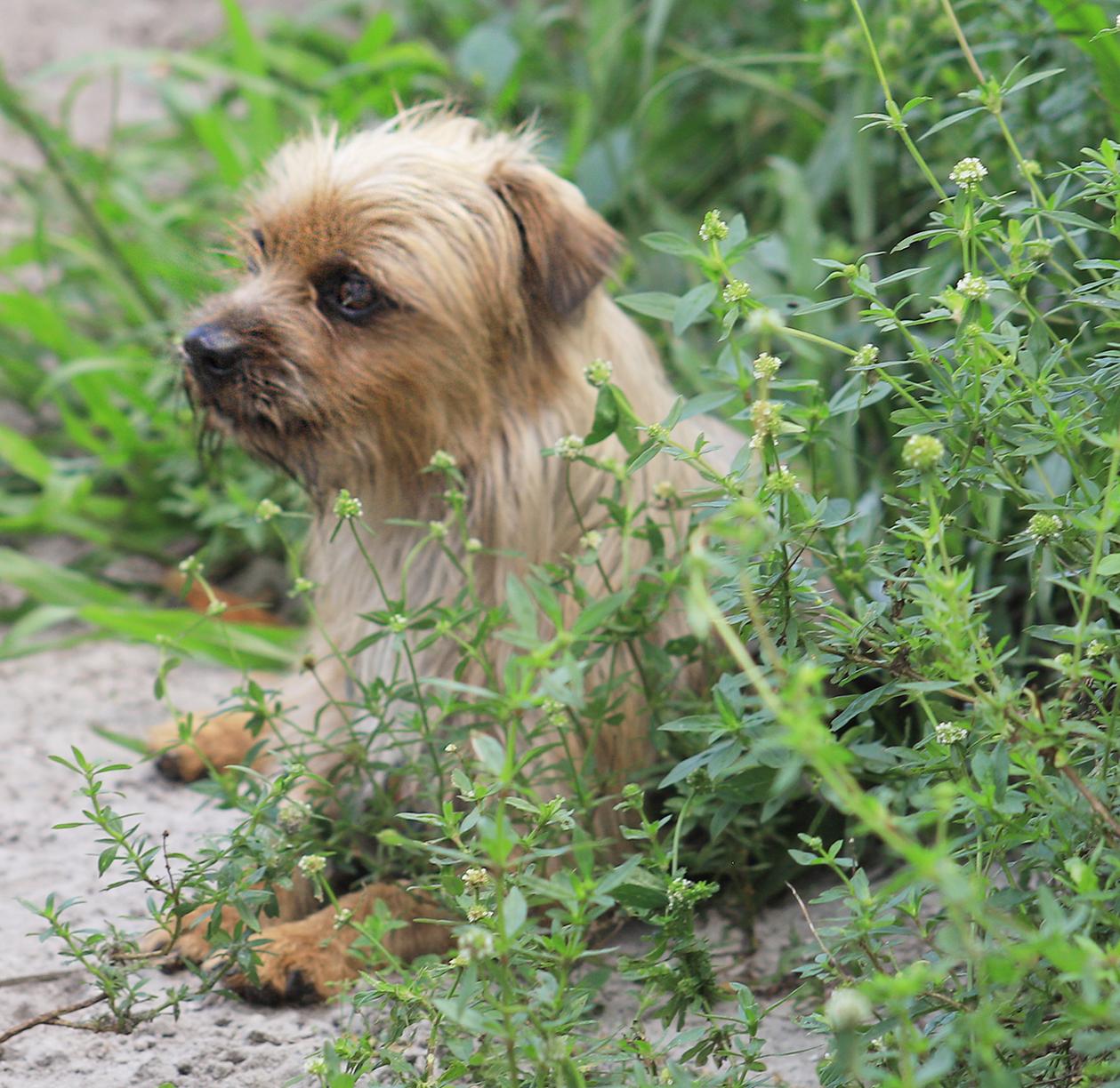 Pickles photo 2