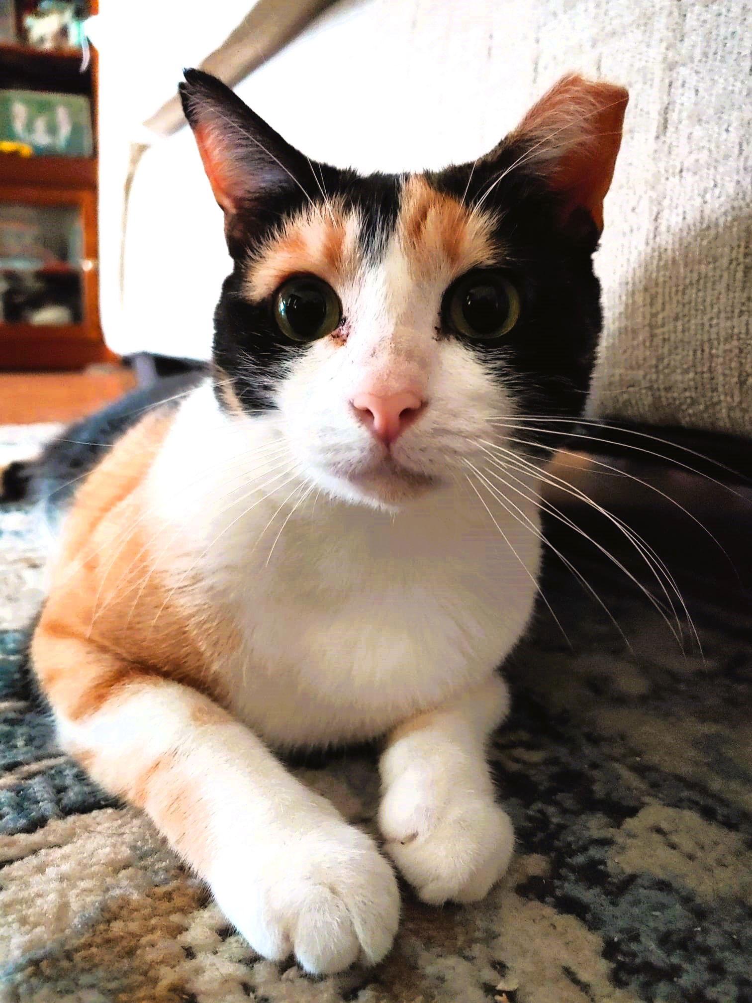 Cinnamon, Adoptable, Adult Female Calico.