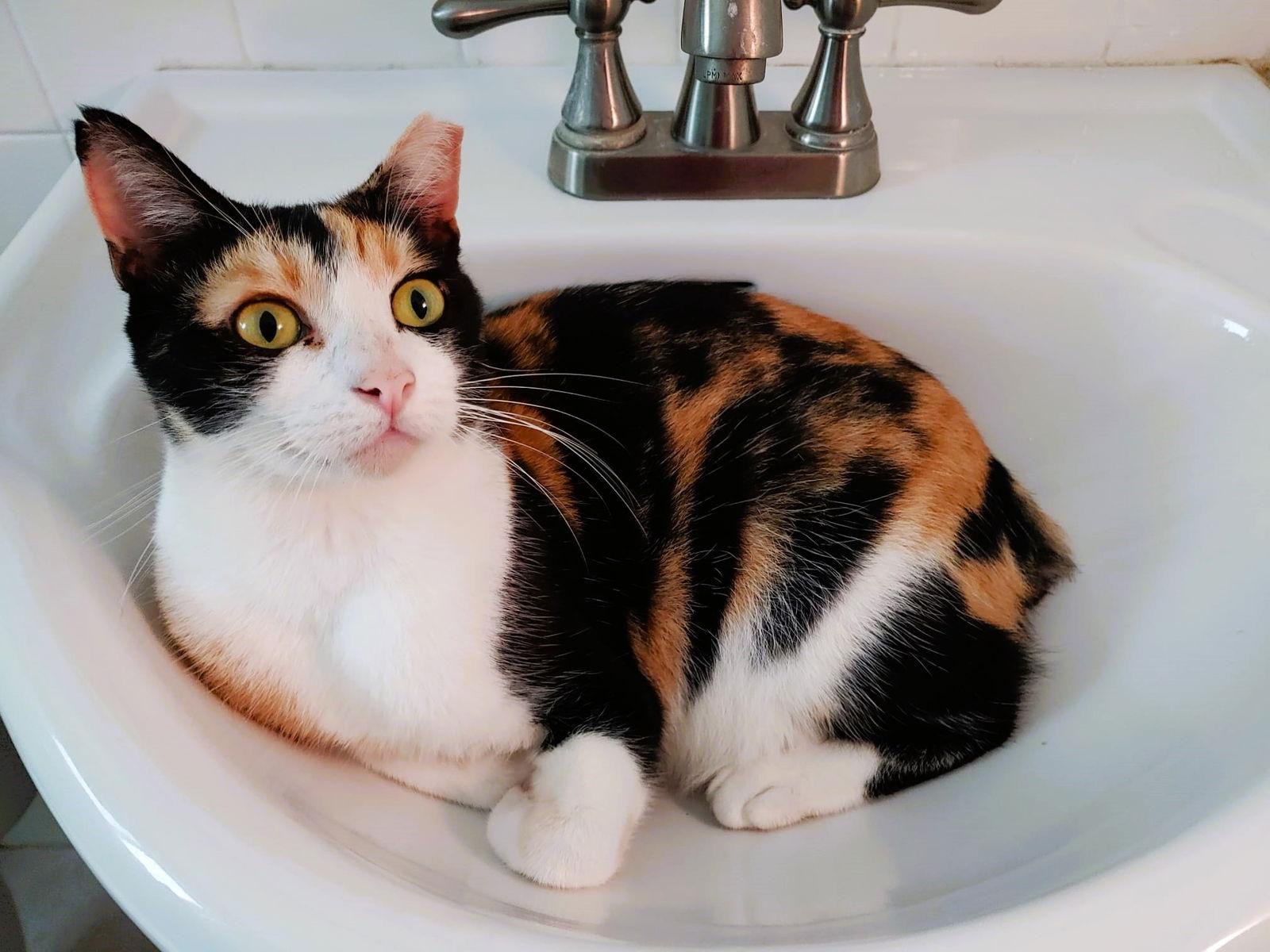 Enlarge Cinnamon, a Adoptable Calico in Lighthouse Point, FL image 2/3