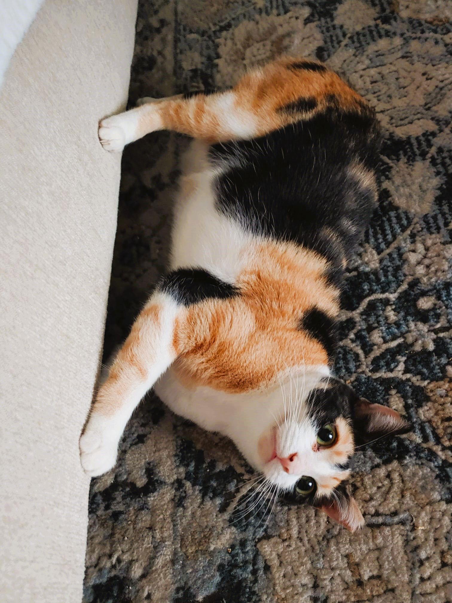 Enlarge Cinnamon, a Adoptable Calico in Lighthouse Point, FL image 3/3