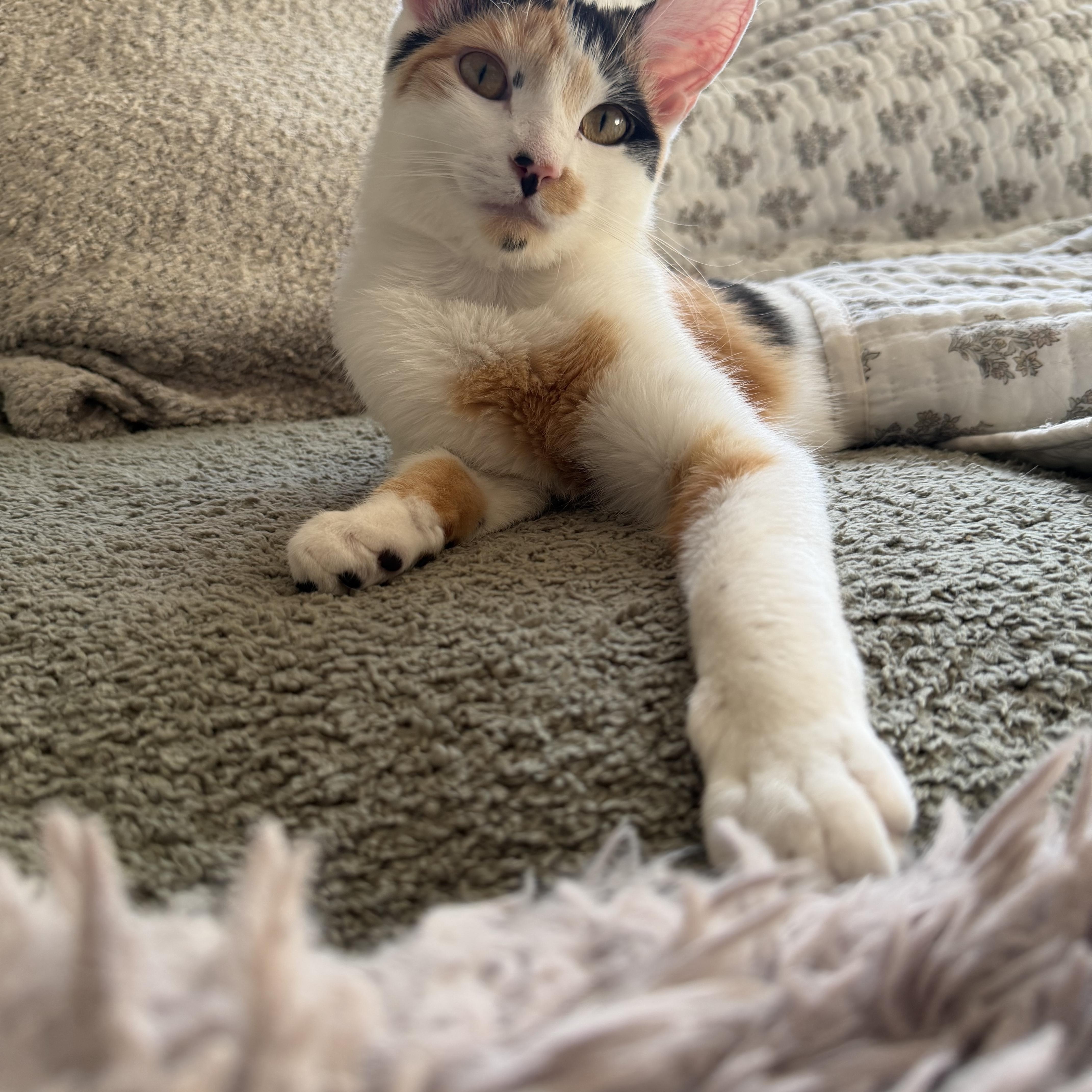 Enlarge Shannon, a Adoptable Calico in Canton, MA image 4/4