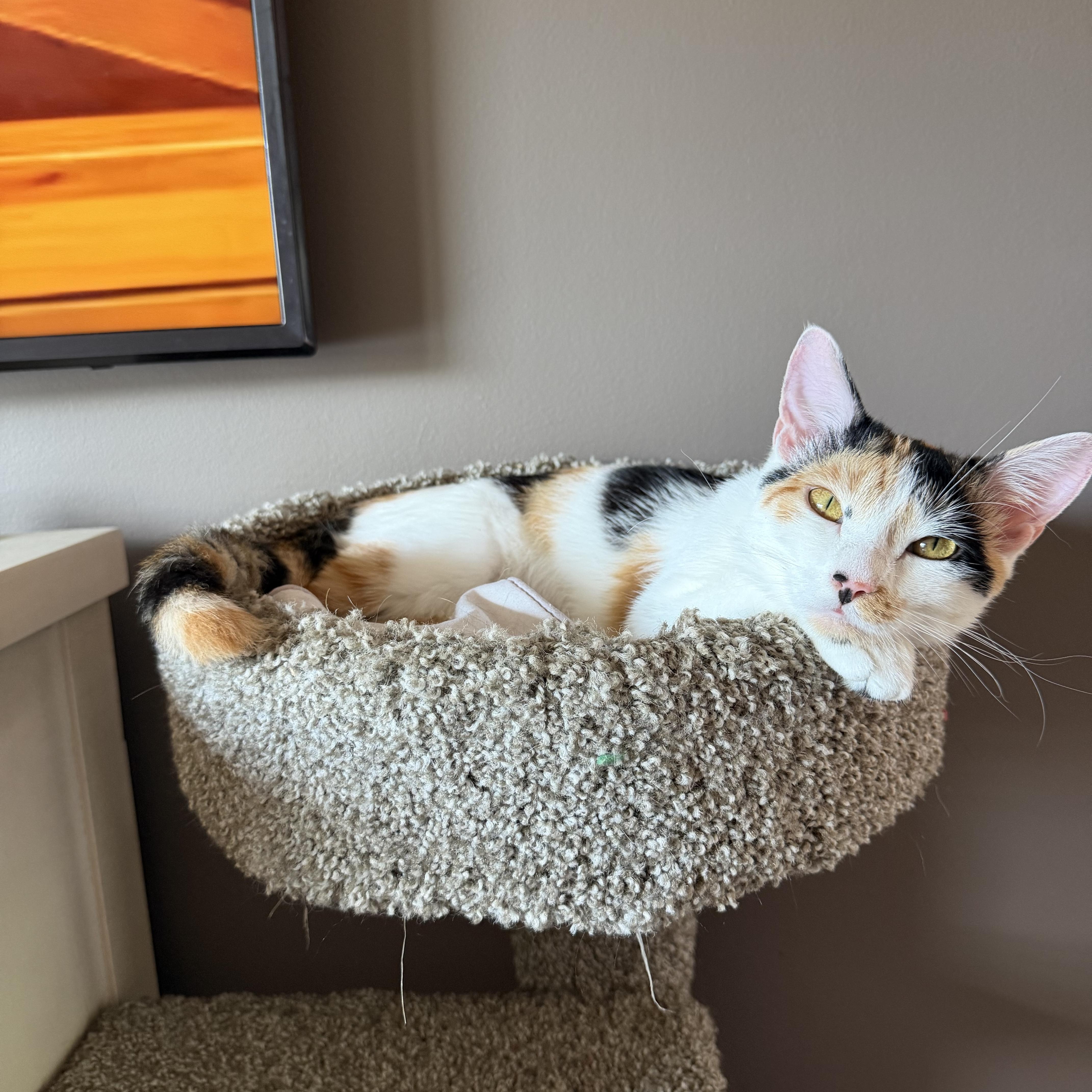 Enlarge Shannon, a Adoptable Calico in Canton, MA image 2/4