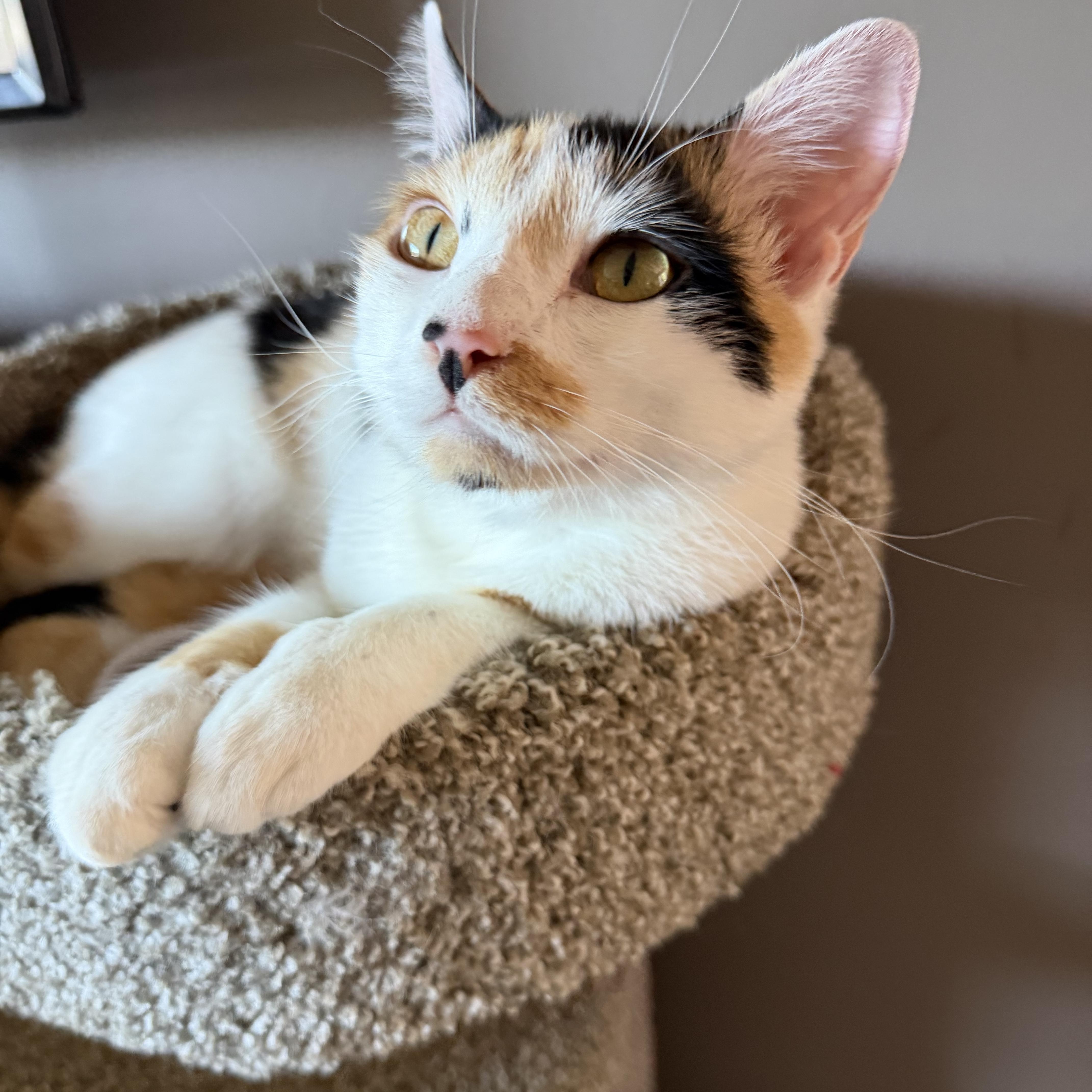 Shannon, Adoptable, Young Female Calico.