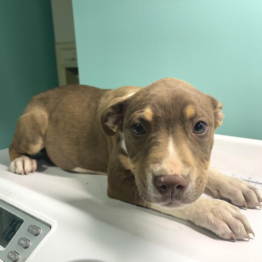 (Found)Brook, Adoptable, Puppy Female Pit Bull Terrier.