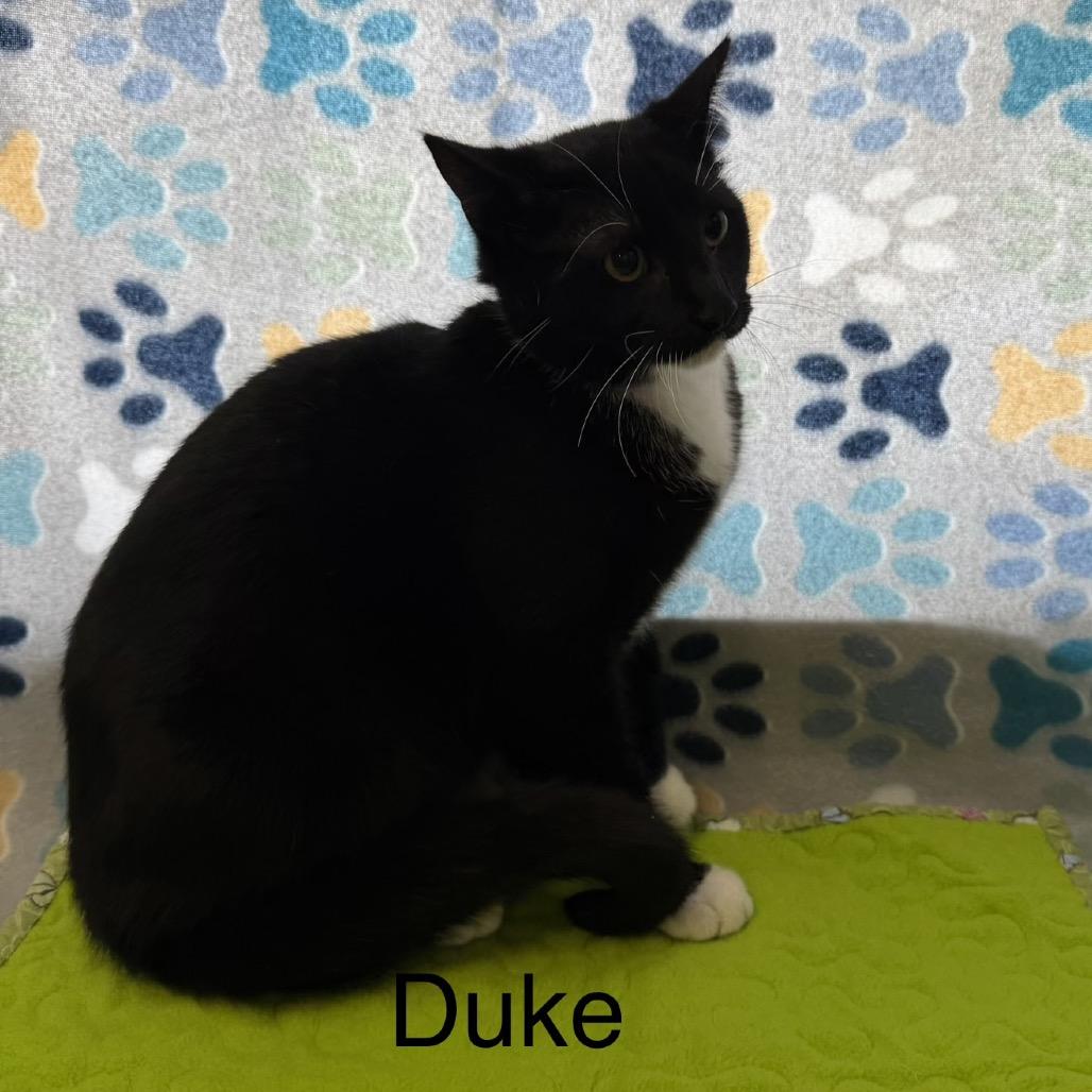 Duke, a Adoptable Domestic Short Hair in Floresville, TX image 1/2