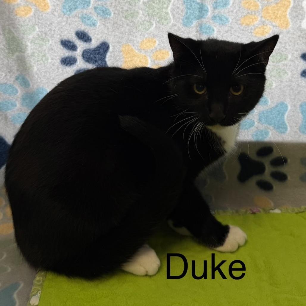 Duke, a Adoptable Domestic Short Hair in Floresville, TX image 2/2