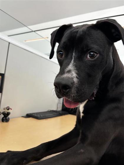 Bama, Adoptable, Adult Male Labrador Retriever & Mixed Breed.