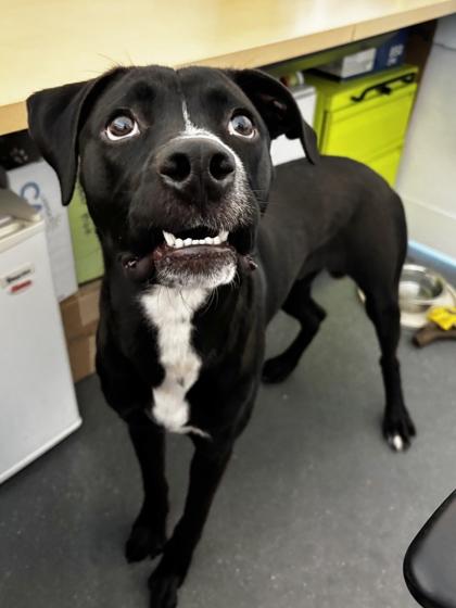 Enlarge Bama, a Adoptable mixed breed in New Orleans, LA image 2/3