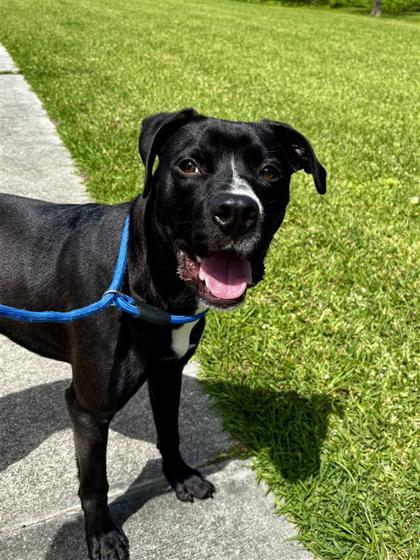 Enlarge Bama, a Adoptable mixed breed in New Orleans, LA image 3/3