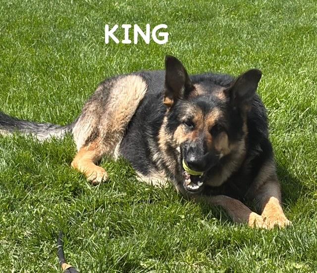 Enlarge KING, a ADOPTABLE German Shepherd Dog in Bowling Green, OH image 2/4
