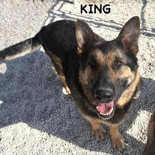 Enlarge KING, a ADOPTABLE German Shepherd Dog in Bowling Green, OH image 1/4