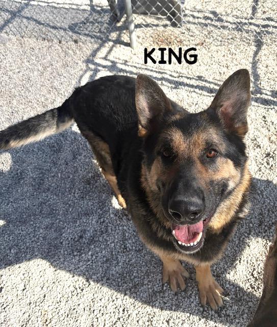 Enlarge KING, a ADOPTABLE German Shepherd Dog in Bowling Green, OH image 3/4