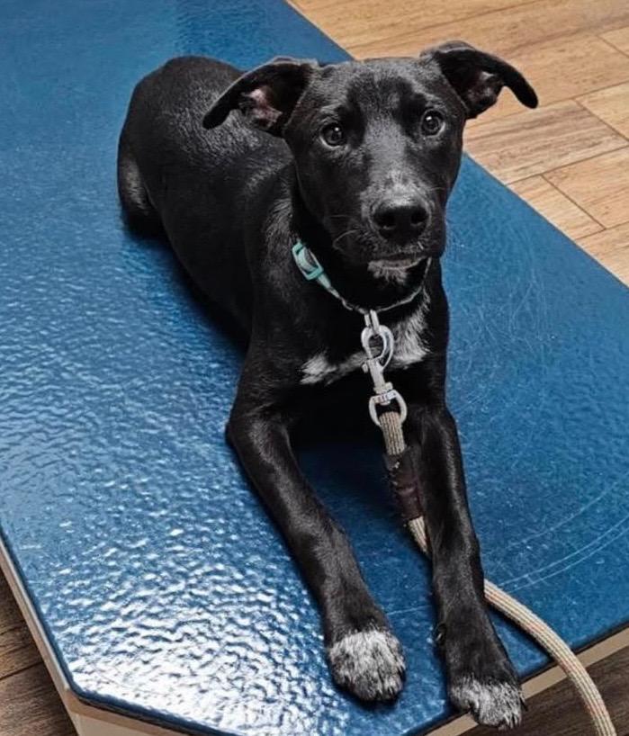 Enlarge Howey, a Adoptable mixed breed in North Syracuse, NY image 1/1