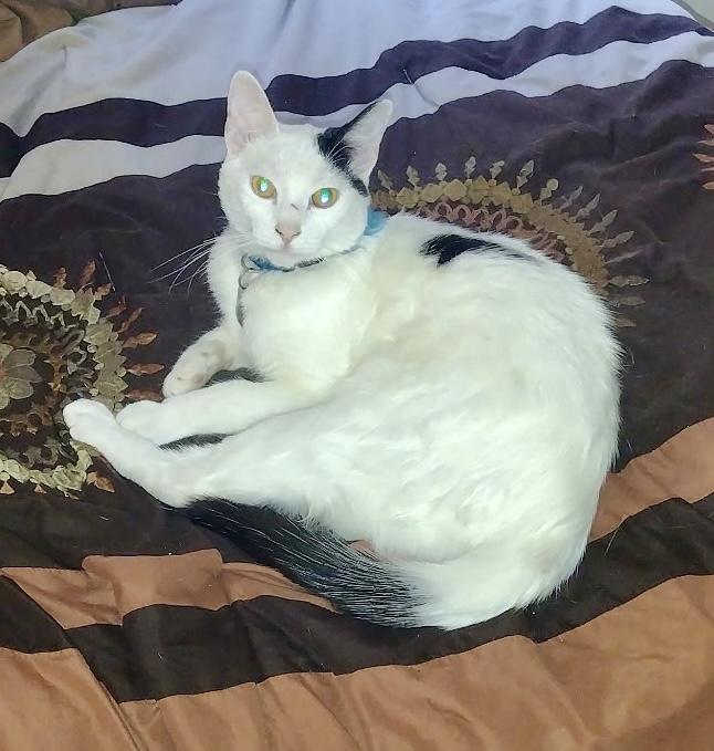 Enlarge Penny, a Adoptable Turkish Van in Tustin, CA image 1/1