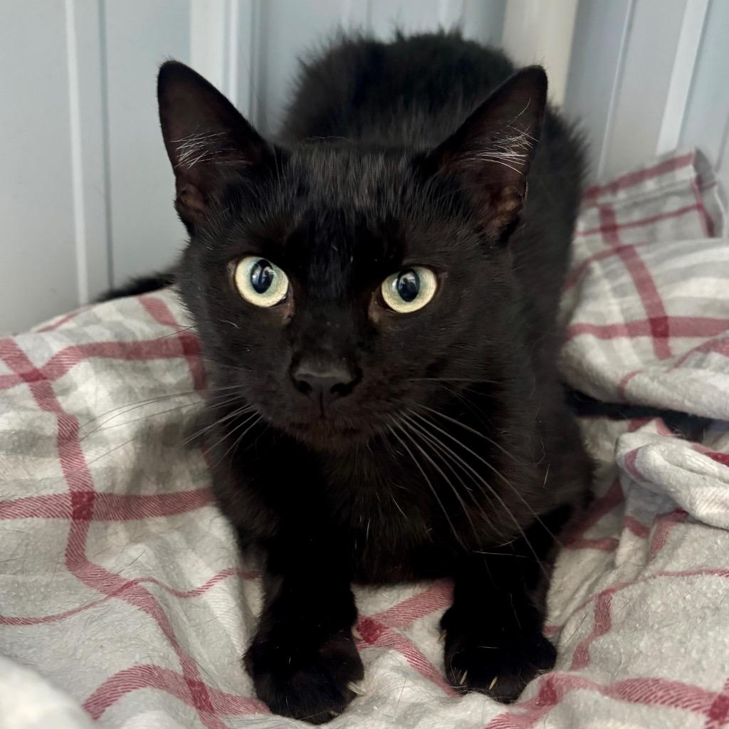 Enlarge Trista, a Adoptable mixed breed in Hartford City, IN image 1/2