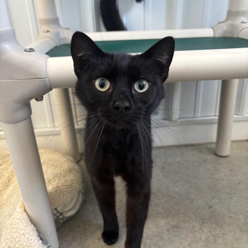 Enlarge Trista, a Adoptable mixed breed in Hartford City, IN image 2/2