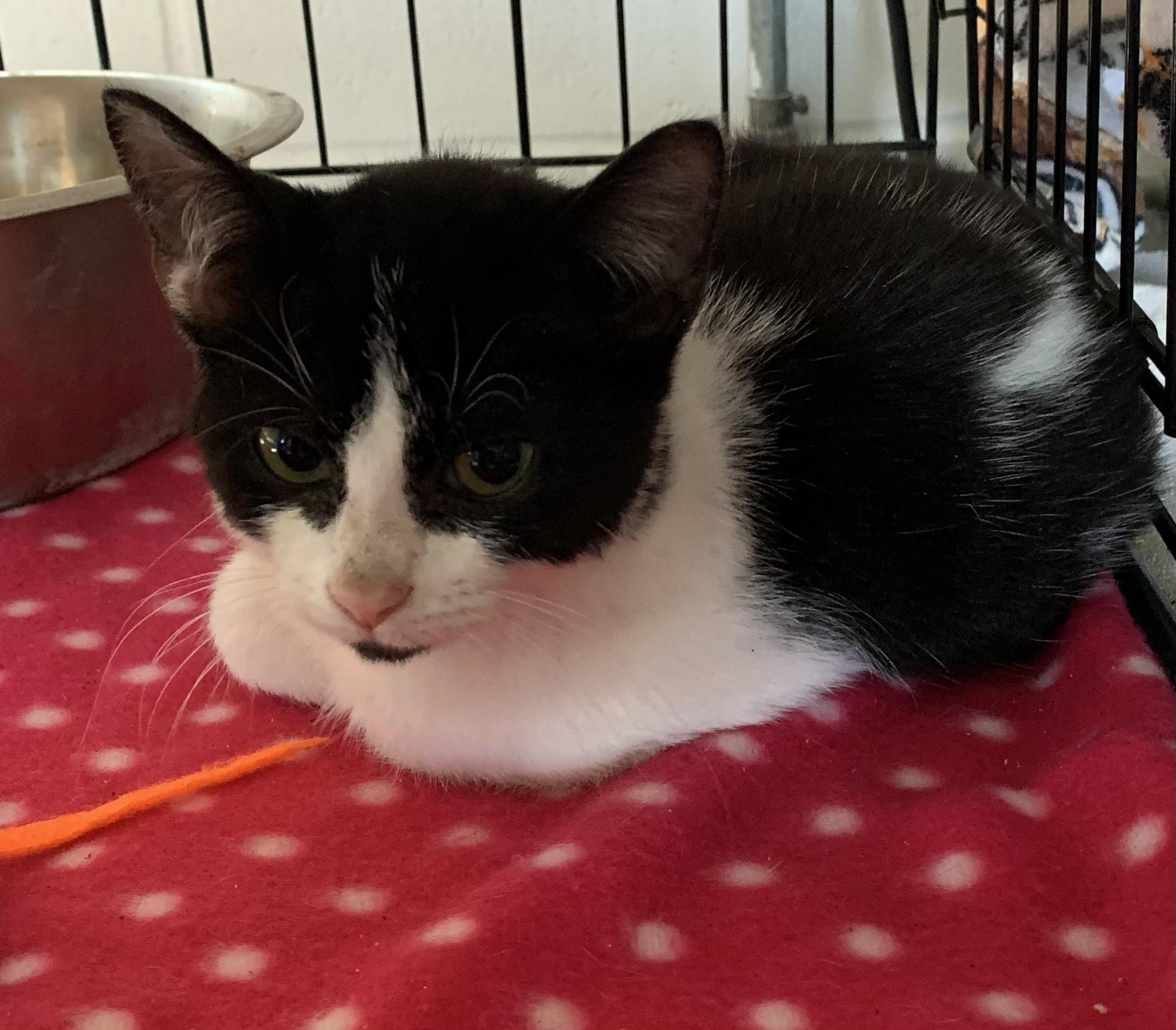 Oreo, Adoptable, Kitten Male Domestic Short Hair.