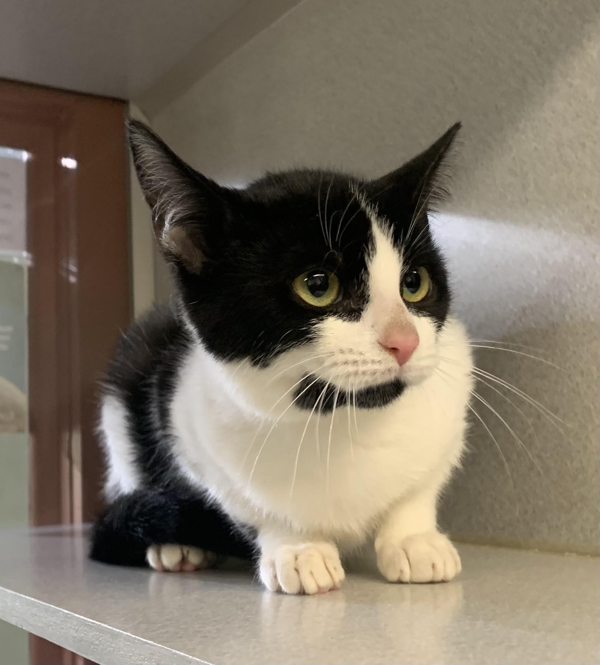 Enlarge Oreo, a Adoptable mixed breed in Massena, NY image 3/3