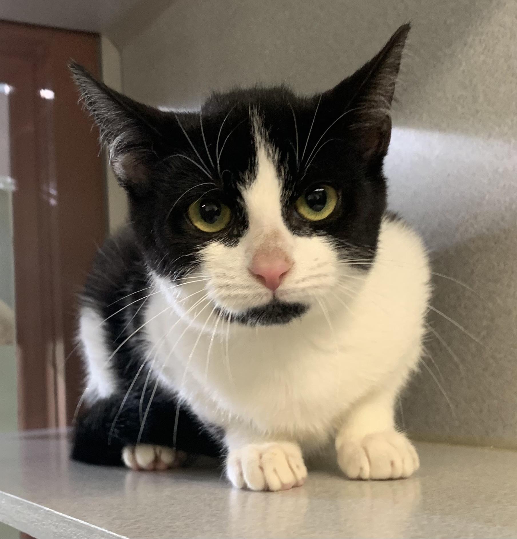 Oreo, Adoptable, Kitten Male Domestic Short Hair.