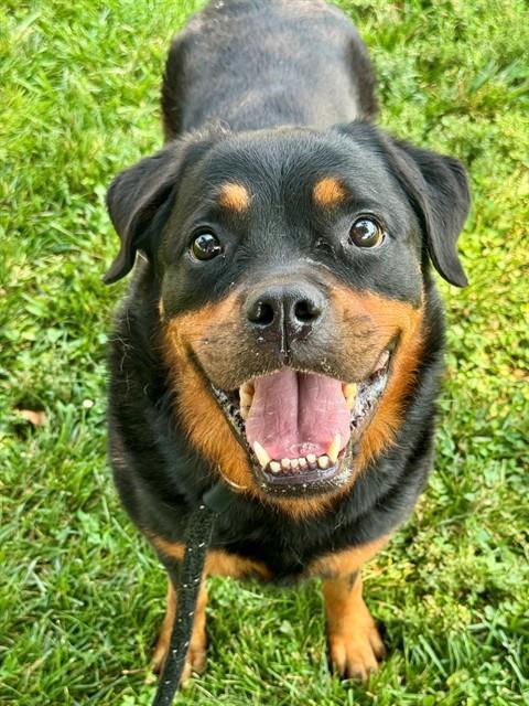 KONA, Adoptable, Adult Female Rottweiler.