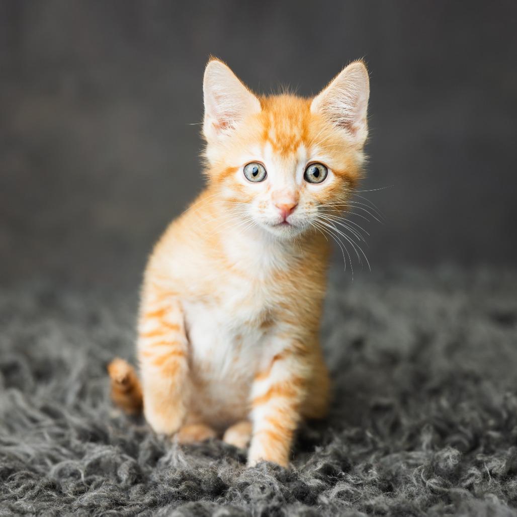Cavanaugh, Adoptable, Kitten Male Domestic Short Hair.