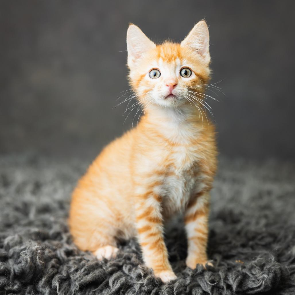 Enlarge Cavanaugh, a Adoptable Domestic Short Hair in St. Paul, MN image 2/6