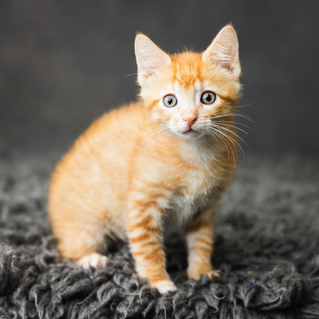 Enlarge Cavanaugh, a Adoptable Domestic Short Hair in St. Paul, MN image 3/6