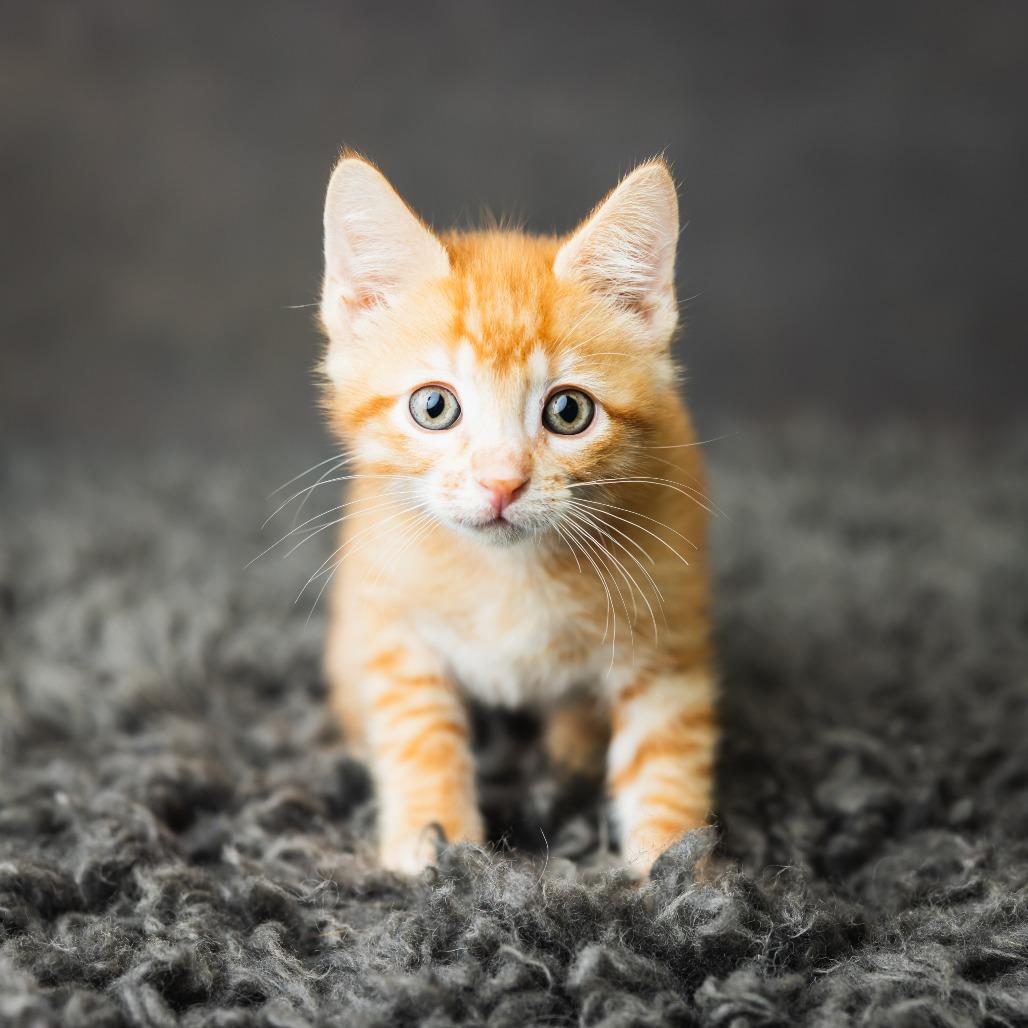 Enlarge Cavanaugh, a Adoptable Domestic Short Hair in St. Paul, MN image 4/6