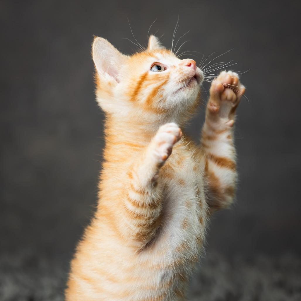 Enlarge Cavanaugh, a Adoptable Domestic Short Hair in St. Paul, MN image 5/6