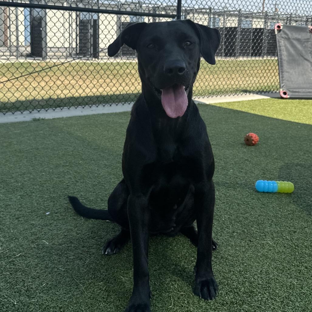 Eva, Adoptable, Adult Female Labrador Retriever & Mixed Breed.