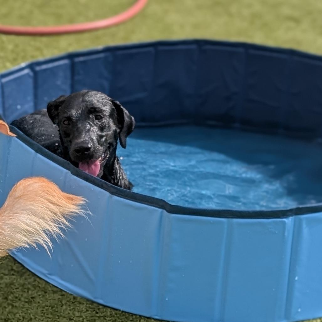 Enlarge Eva, a Adoptable mixed breed in Bryan, TX image 4/6