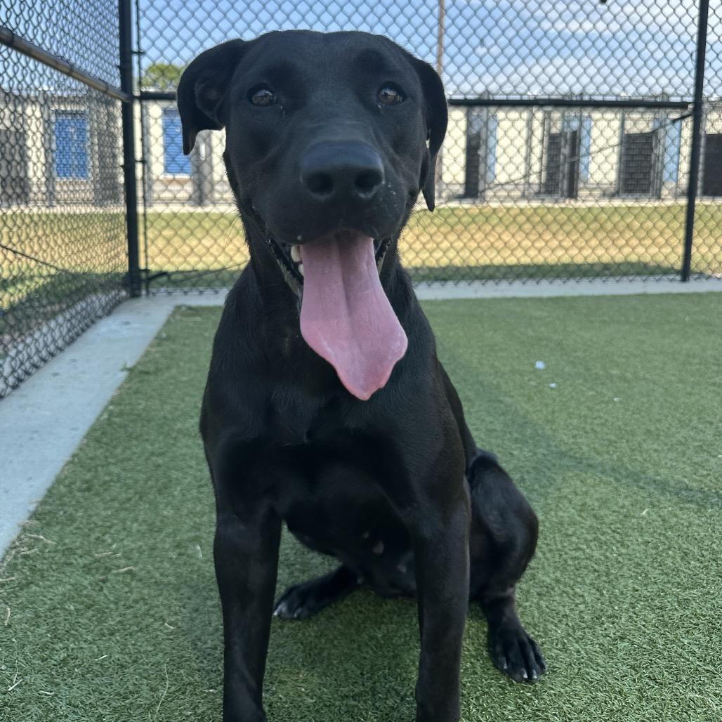 Enlarge Eva, a Adoptable mixed breed in Bryan, TX image 5/6