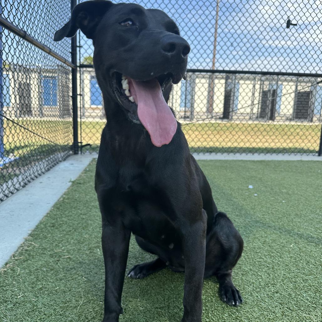 Enlarge Eva, a Adoptable mixed breed in Bryan, TX image 6/6