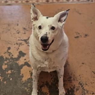 Enlarge Pony Boy, a ADOPTABLE mixed breed in Bridgeport, CA image 2/2