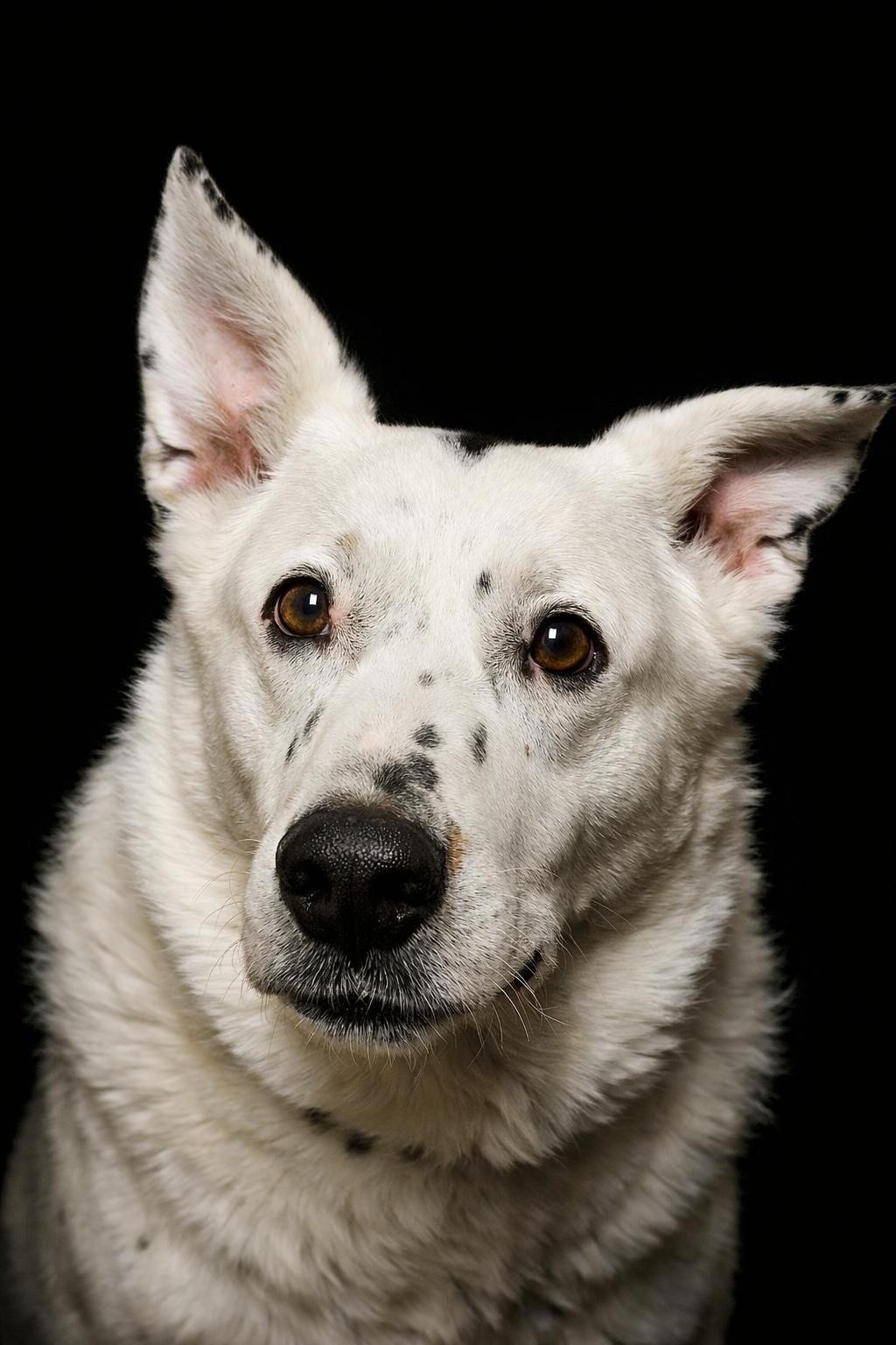 Pony Boy, ADOPTABLE, Adult Male Cattle Dog.