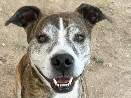 Brutus, Senior Male Mixed Breed