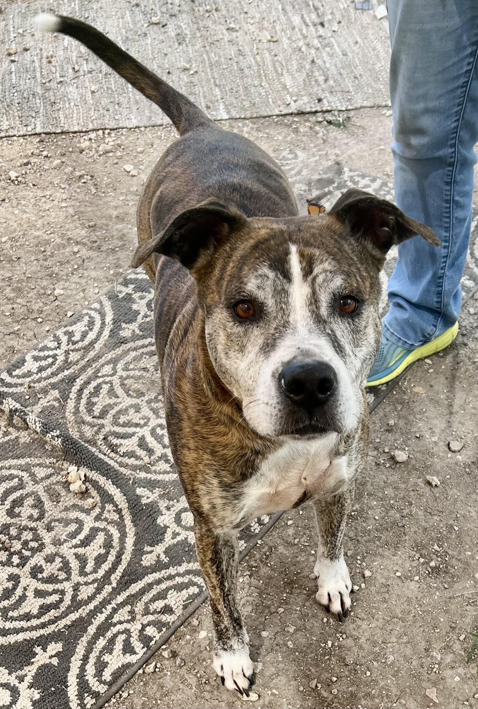 Brutus photo 2