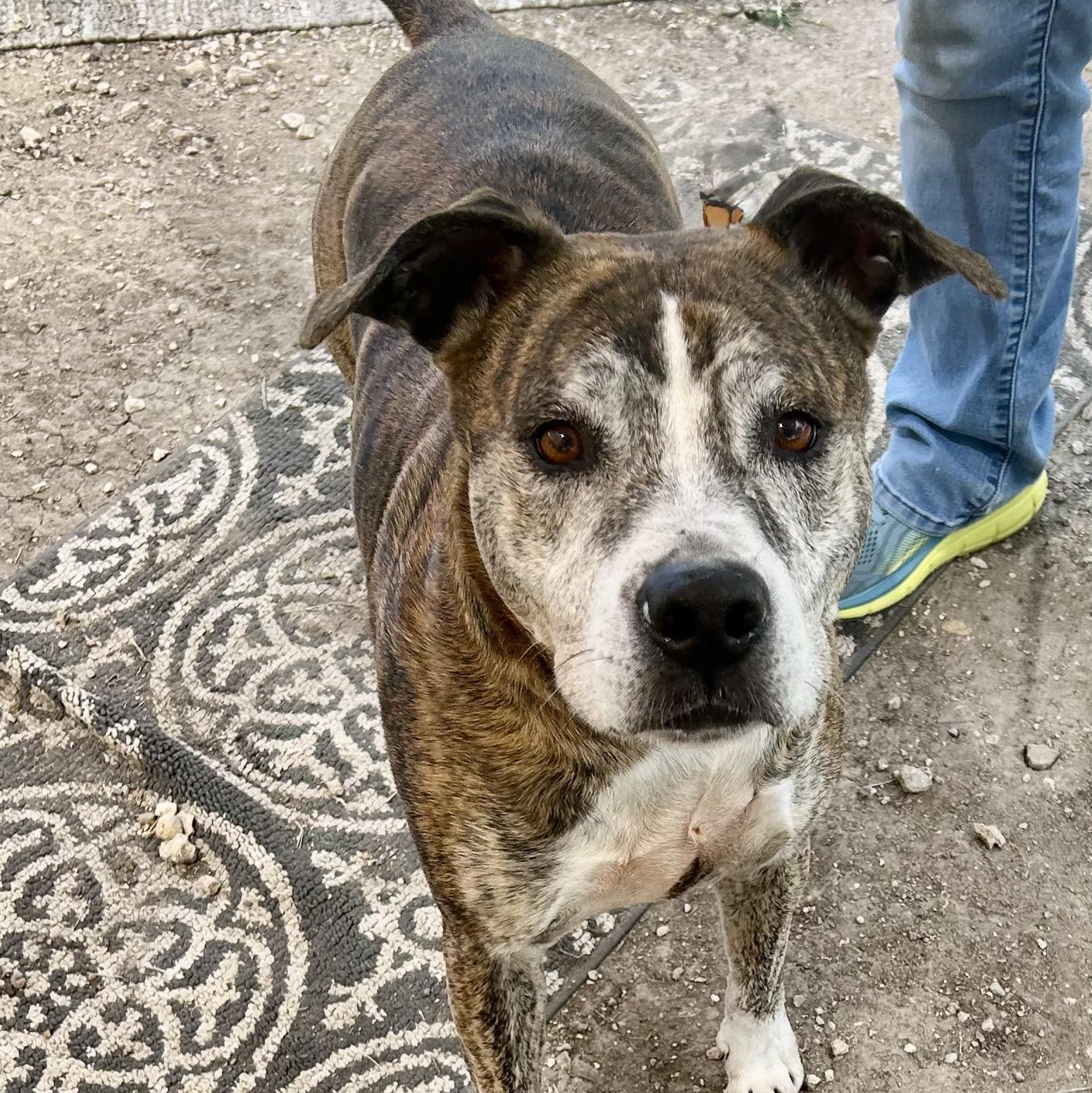 Brutus