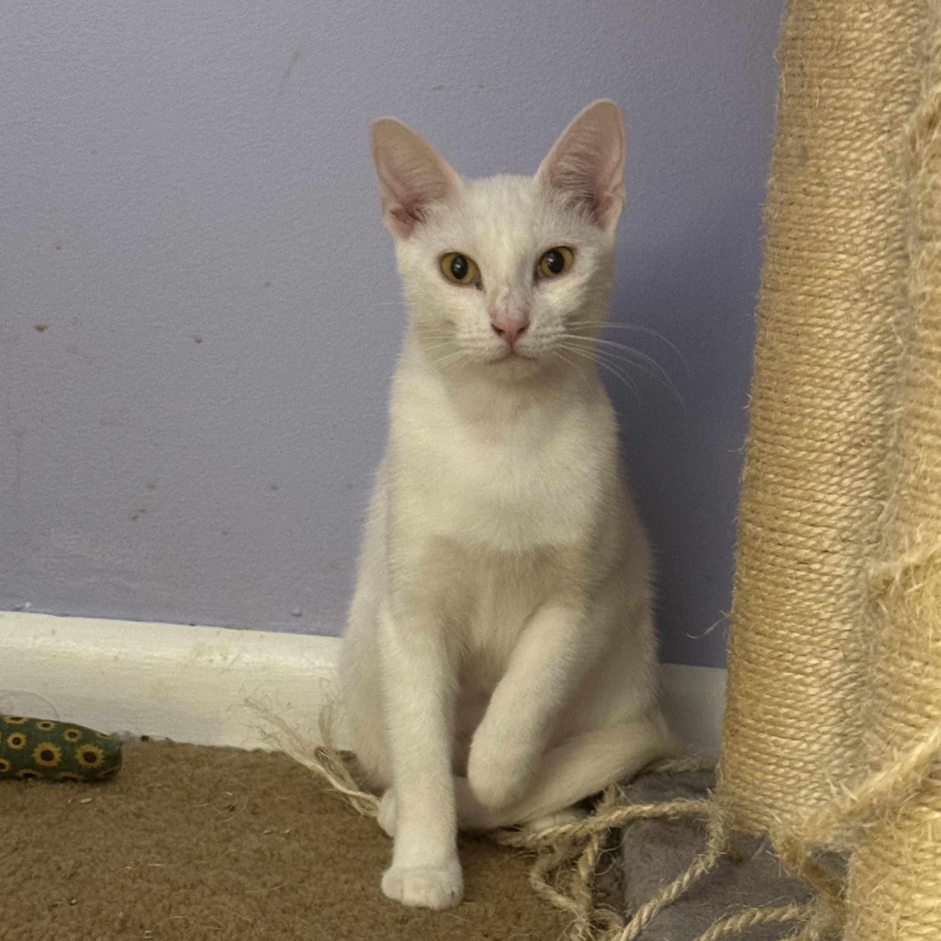 Enlarge Wendy & PeterPan, a Adoptable Domestic Short Hair in Syracuse, NY image 2/6