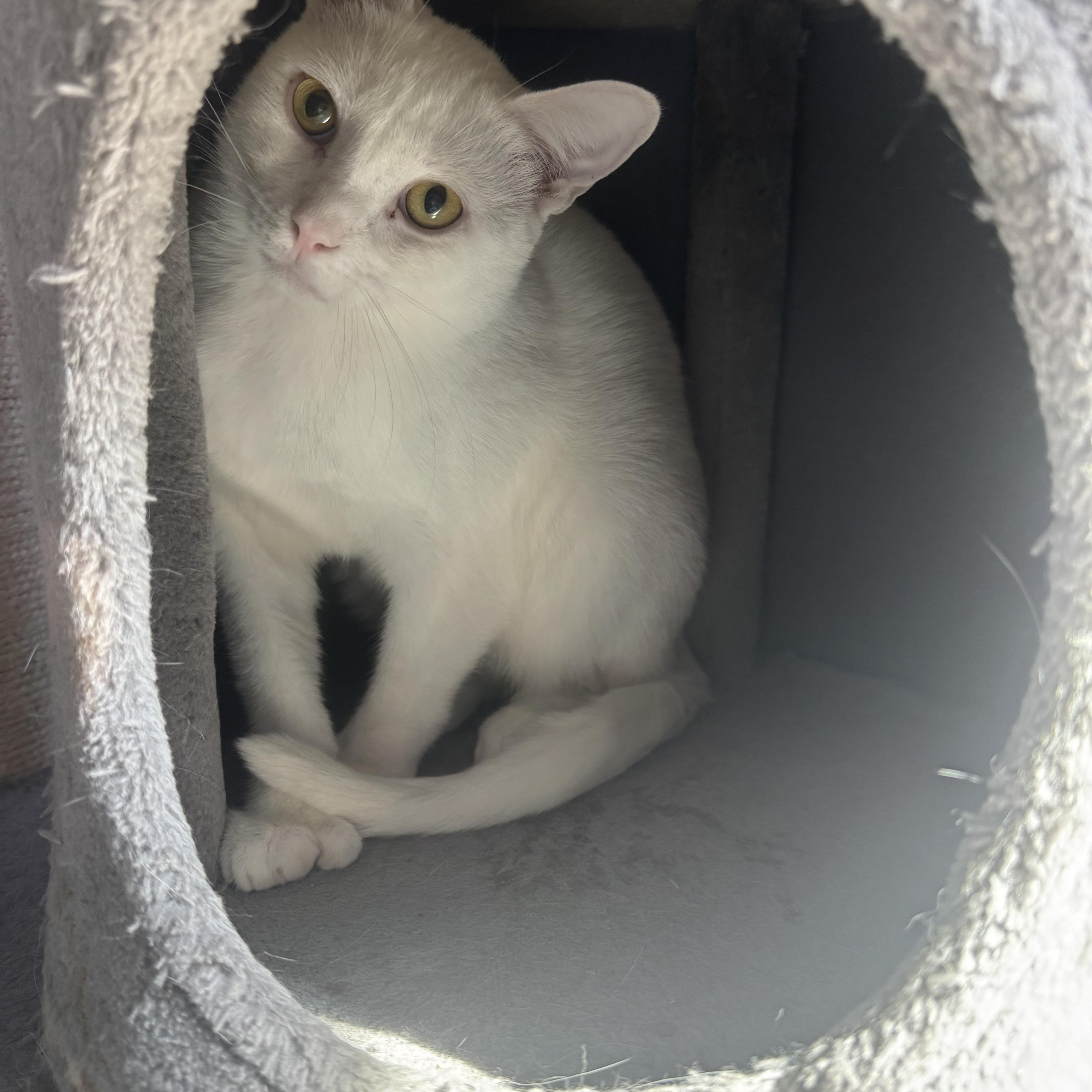 Enlarge Wendy & PeterPan, a Adoptable Domestic Short Hair in Syracuse, NY image 3/6