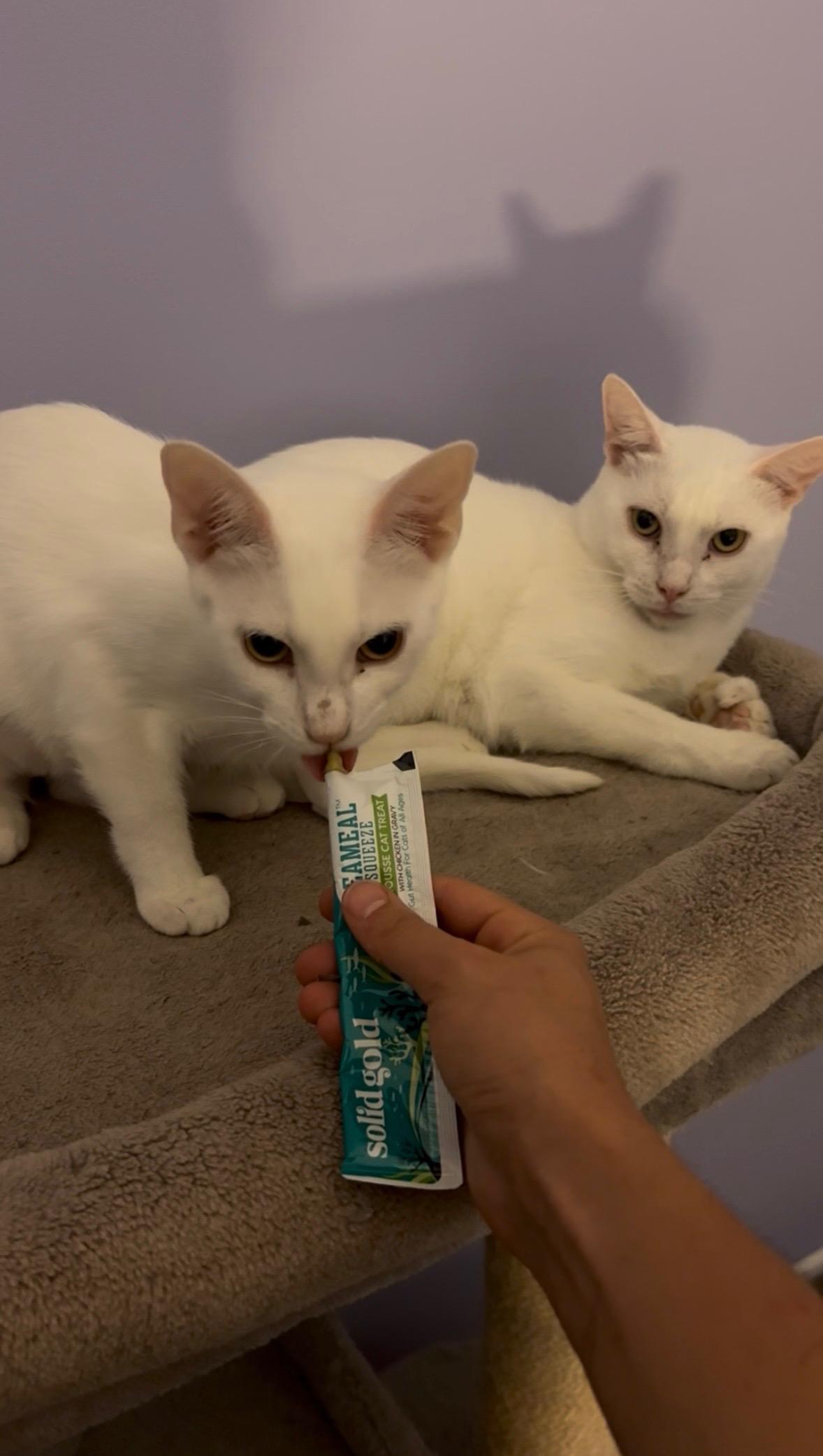 Wendy & PeterPan, ADOPTABLE, Young Female Domestic Short Hair.