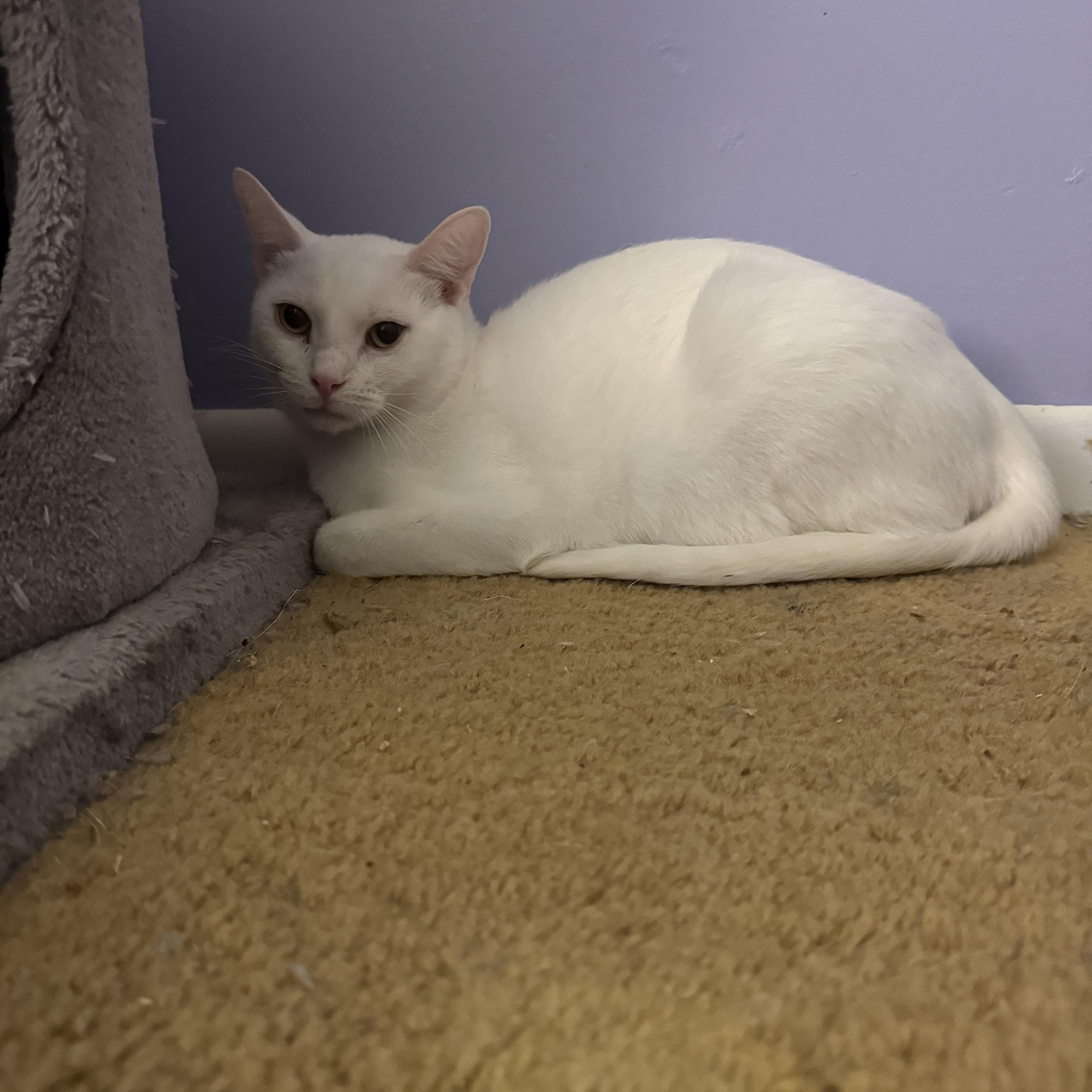 Enlarge Wendy & PeterPan, a Adoptable Domestic Short Hair in Syracuse, NY image 4/6