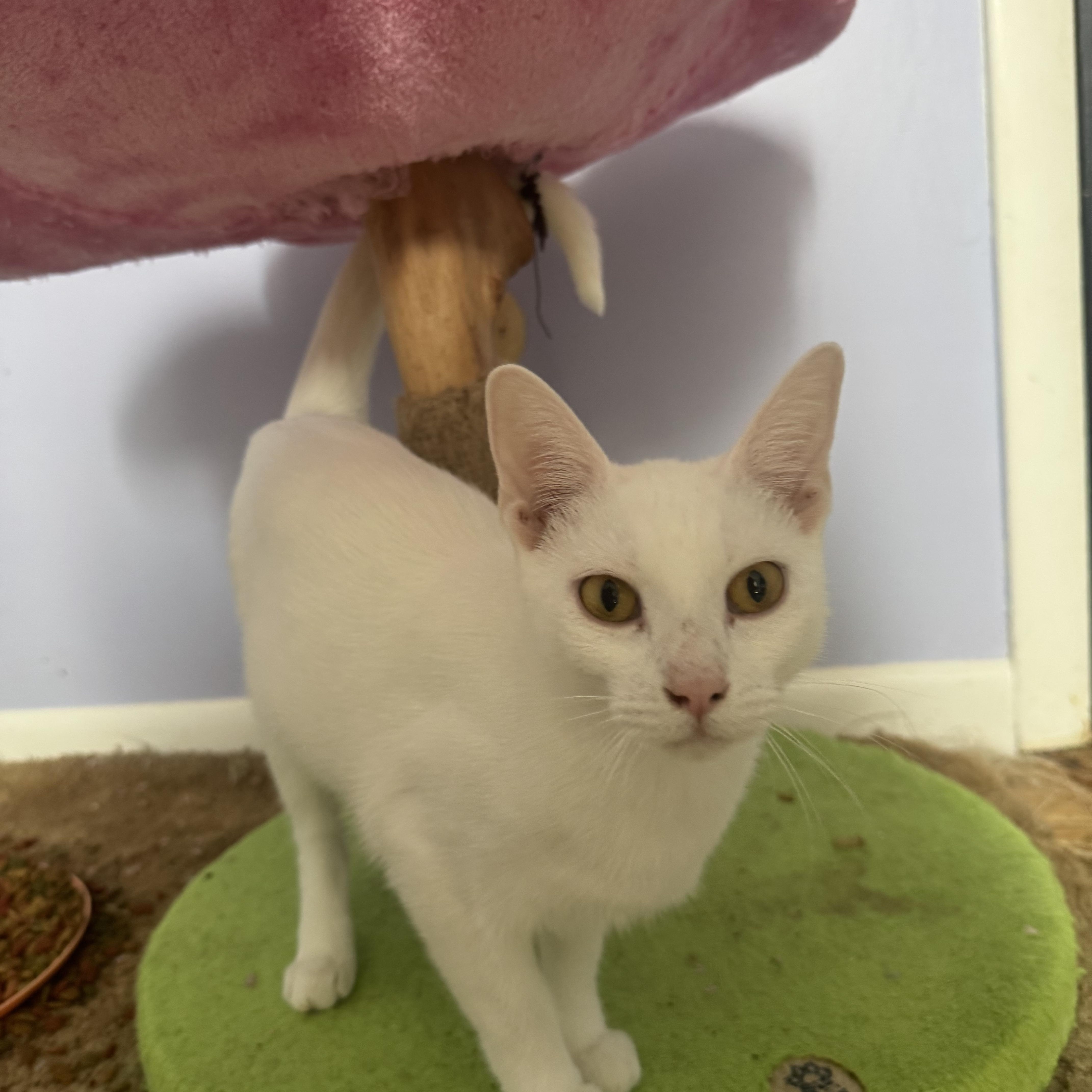 Enlarge Wendy & PeterPan, a Adoptable Domestic Short Hair in Syracuse, NY image 5/6