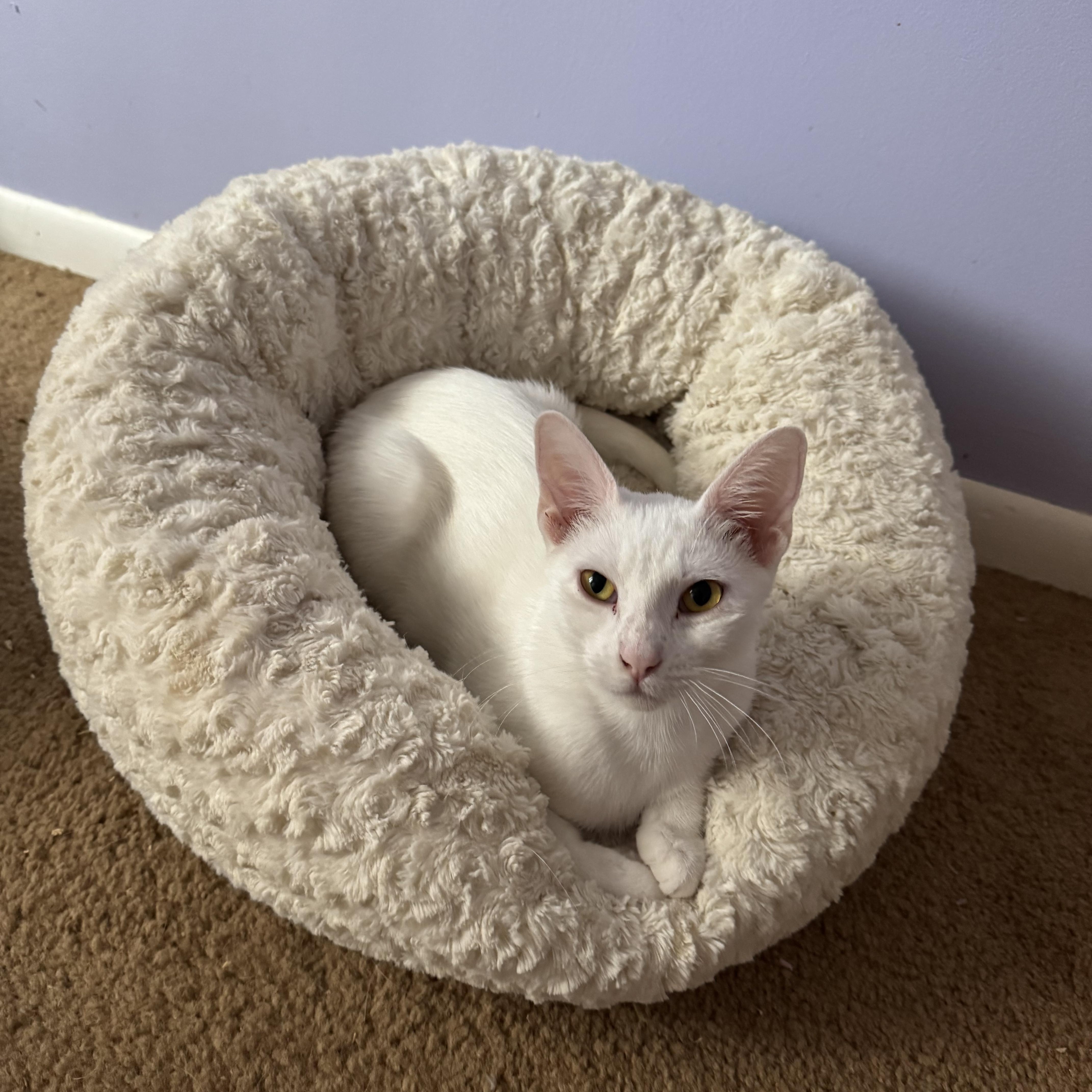 Enlarge Wendy & PeterPan, a Adoptable Domestic Short Hair in Syracuse, NY image 6/6