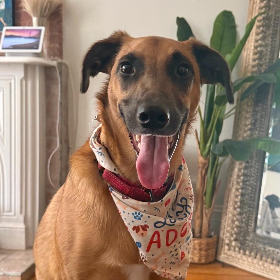 Kobe, Adoptable, Young Male Greyhound.