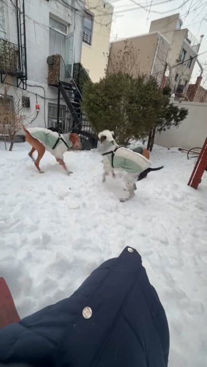 Enlarge Kobe, a Adoptable mixed breed in Brooklyn, NY video 6/6