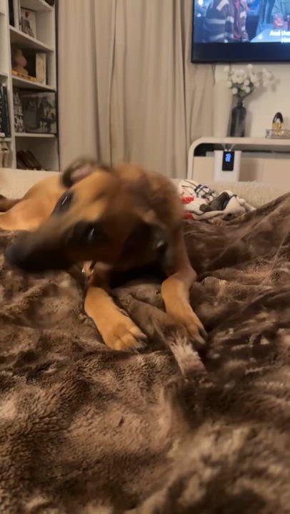 Enlarge Kobe, a Adoptable mixed breed in Brooklyn, NY video 2/6