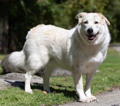 Enlarge Archie Bunker, a Adoptable mixed breed in Bedford Hills, NY image 4/4