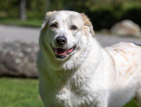 Enlarge Archie Bunker, a Adoptable mixed breed in Bedford Hills, NY image 2/4